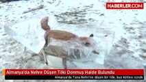 Almanya'da Nehre Düşen Tilki Donmuş Halde Bulundu