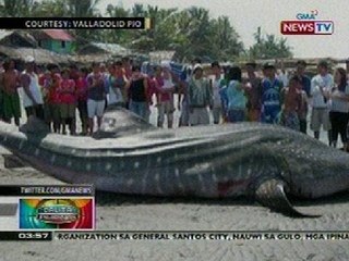 BP: Butanding, namatay matapos ma-trap sa lambat sa Negros Occ