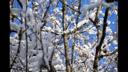 Hiking in the forest of my village.The 14 01 2017.