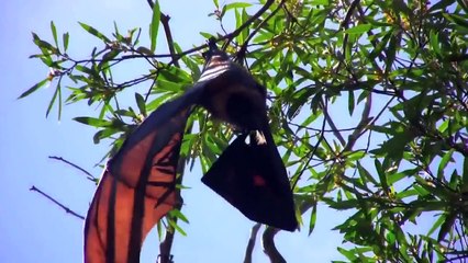 Flying Animals ( Lemurs, Squirrel, and bats)