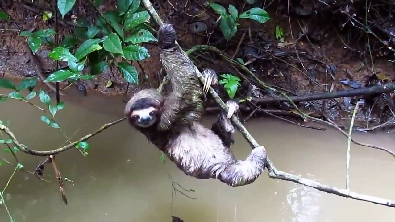Sloth (Animal)