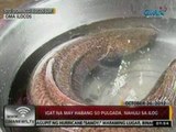 24Oras: Igat na may habang 50 pulgada, nahuli sa ilog sa Sto. Domingo, Ilocos Sur