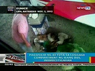 BP: Pagsisilid ng 40 tuta sa luggae compartment ng bus, iniimbestigahan