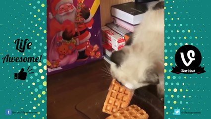 TRY NOT TO LAUGH - Cats Are Just The Funniest Pets Ever || Funny Cat Compilation 2016