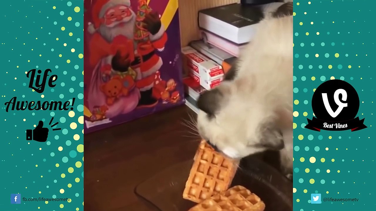 TRY NOT TO LAUGH - Cats Are Just The Funniest Pets Ever || Funny Cat Compilation 2016