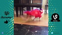 Funny Cat Compilation 2017 - LAUGHS and FUN for everyone