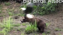 When Crazy Animals Attack Big Birds Attack - Best Funny Animals
