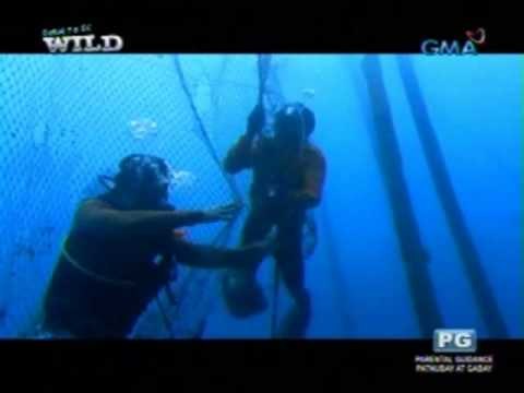 Born to be Wild: Doc Ferds Recio rescues trapped manta rays