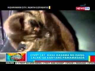 BP: Civet cat, inaalagaan ng isang lalaki; butanding, na-trap sa fishpen