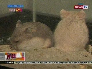 BT: Exotic pets, pwedeng ipanregalo sa Pasko