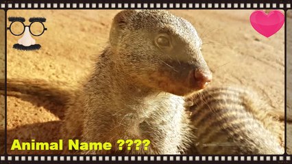 What's The Name Of This Animal Please ??????????