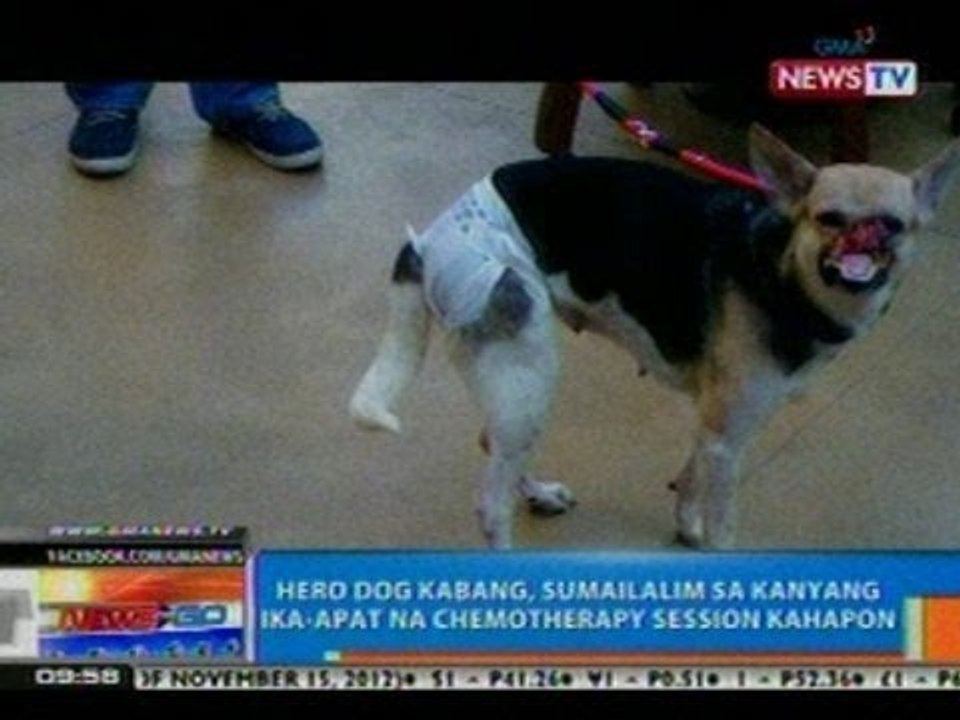 NTG: Hero dog Kabang, sumailalim sa kanyang ika-4 na Chemotherapy session kahapon