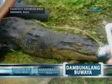 Saksi: 20-ft. na buwaya, nahuli   sa Indanan, Sulu