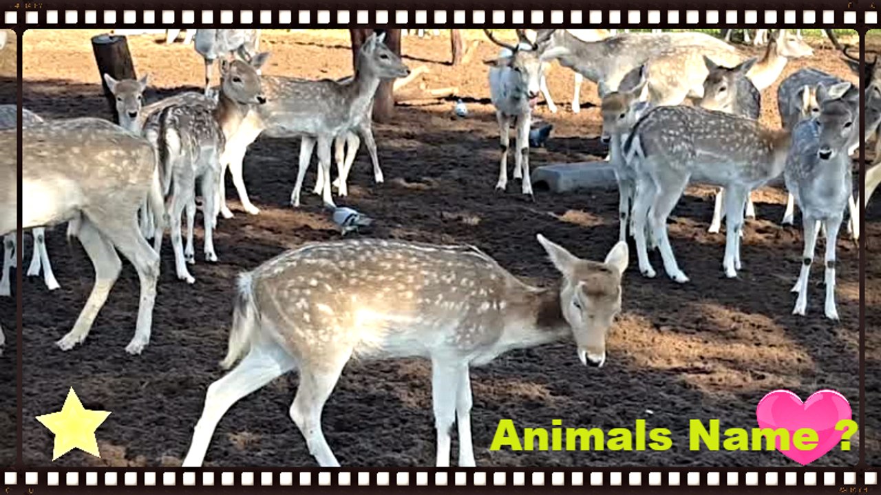 New Animals :-) What's The Name Of This Beautiful Animals