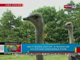 BP: Iba't ibang hayop, atrasksyon sa Davao Crocodile Park