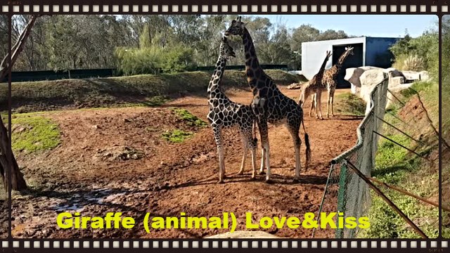 Top Animals Giraffe :-) giraffe (animal) Love & kisses 2017