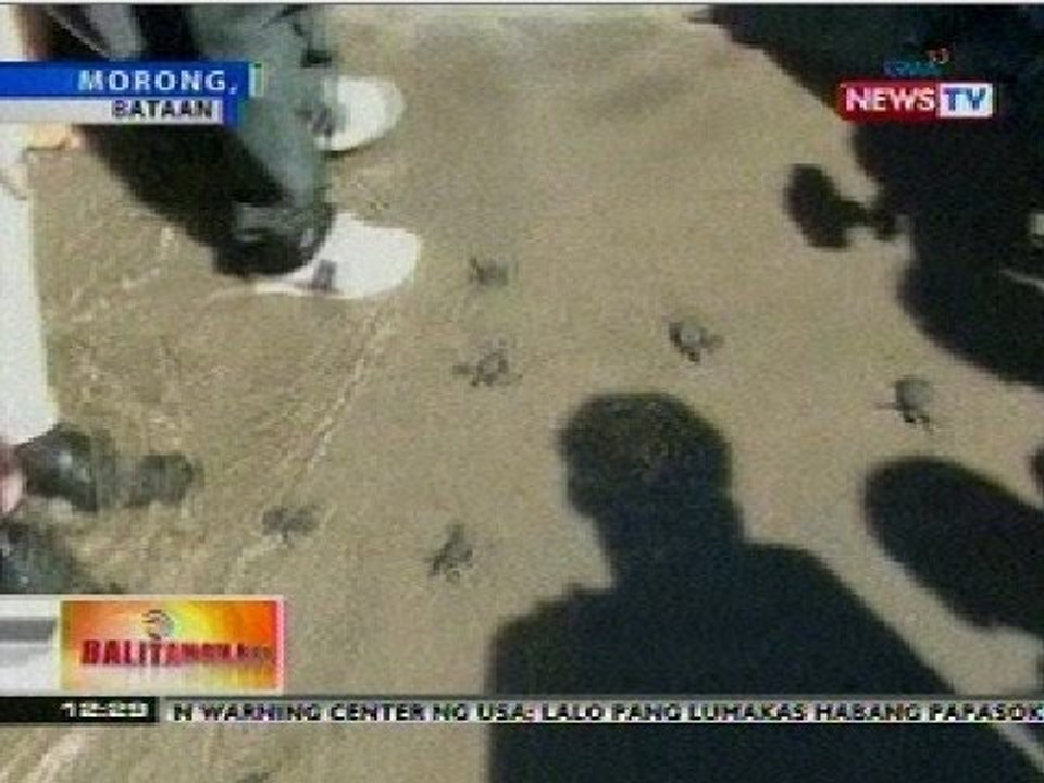 BT: 100 pawikan sa Bataan, pinakawalan sa dagat