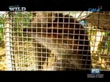 Born to Be Wild: Doc Ferds' medical mission for Philippine macaques