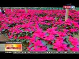 BT: Poinsettia, mabenta na ngayong magpapasko