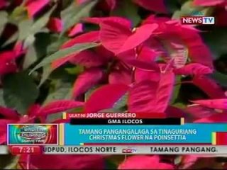 BP: Tamang pangangalaga sa tinaguriang Christmas flower na poinsettia