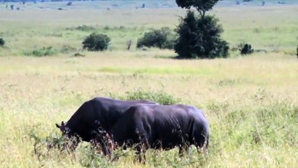 Black Rhinoceros and White Rhinoceros