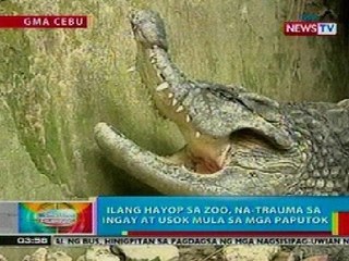 BP: Ilang hayop sa Zoo, na-trauma sa ingat at usok mula sa mga paputok