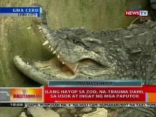 BT: Ilang hayop sa zoo, na-trauma dahil sa usok at ingay ng mga paputok