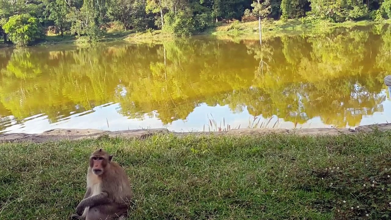 ស្វានៅអង្គរ