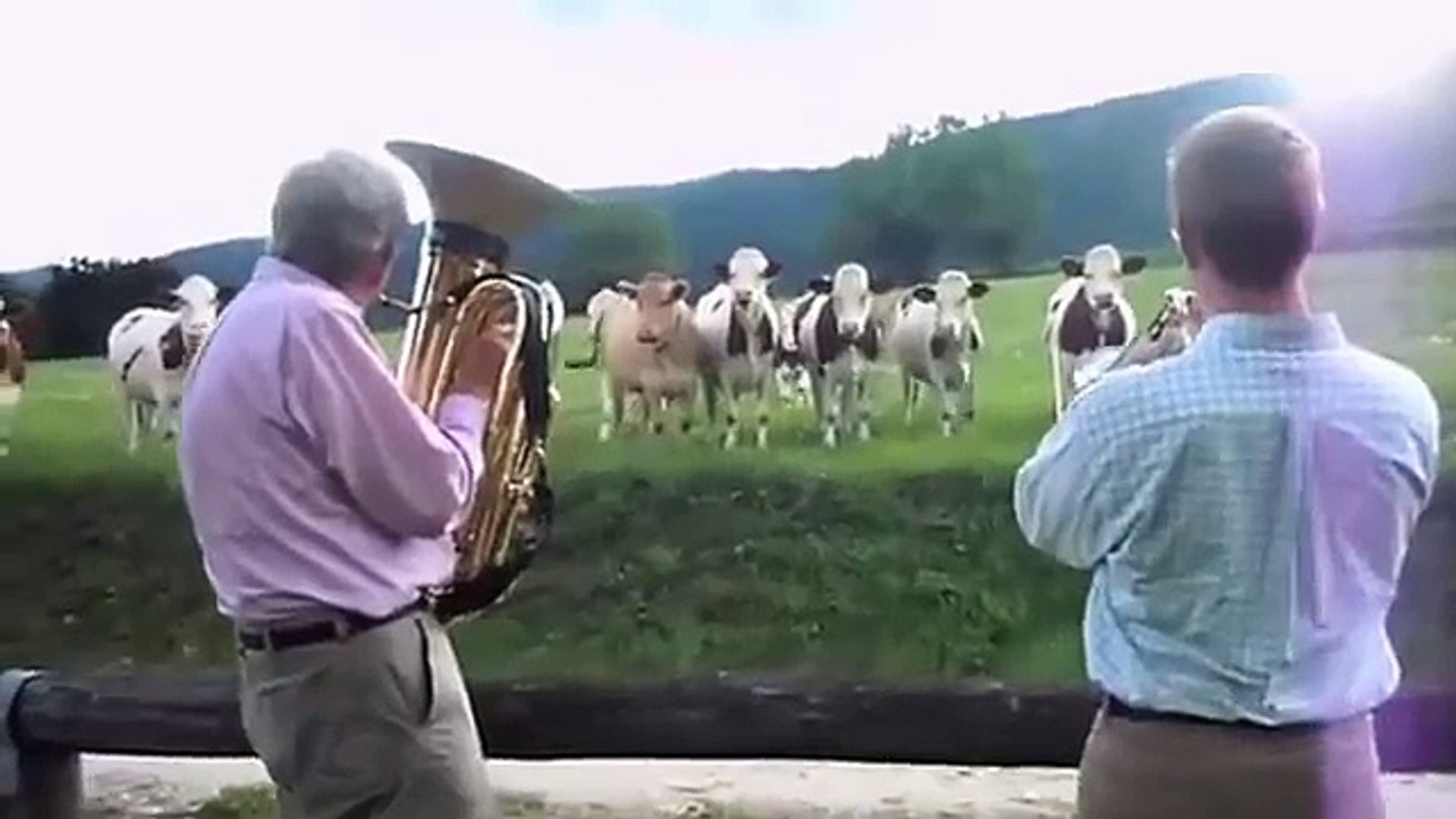 ⁣Jazz для коров