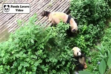 A panda is always accompanied by food, toy or another panda