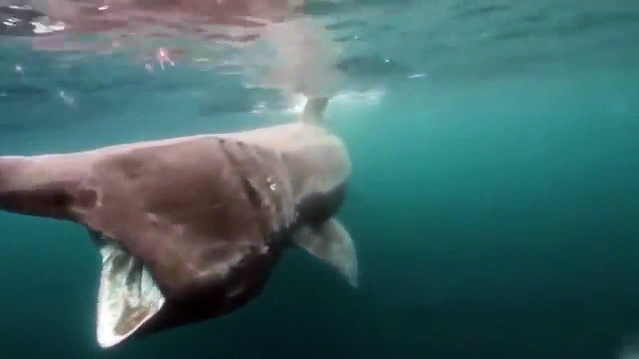 Basking Shark (Second largest fish in the world)
