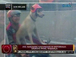 24Oras: Aso, nakunang nakaangkas sa motorsiklo; grupong PAWS, nabahala