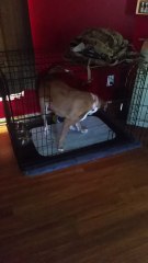 I really, really, love playing with my ball!