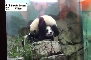 Baby panda Bei Bei absolutely is his mother's boy