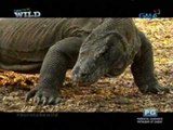 Born to be Wild: Close encounters with a Komodo Dragon
