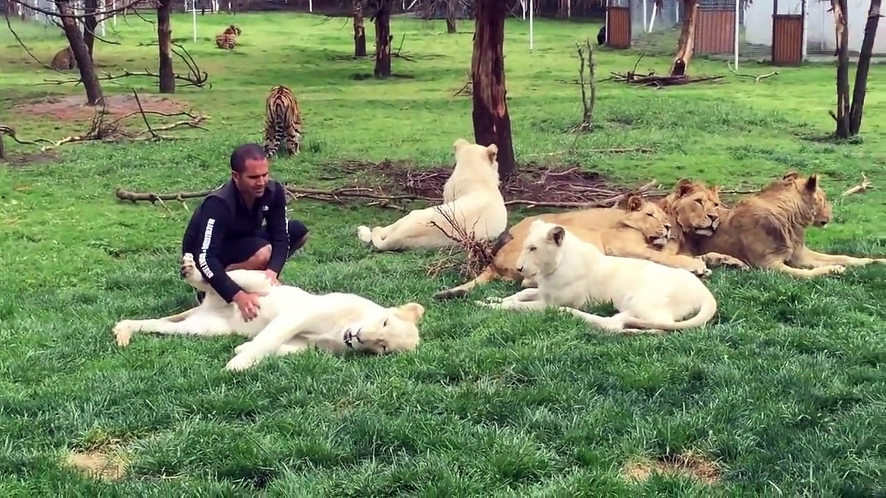 Тигр спас человека от нападения леопарда