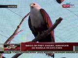 QRT: Birds of Prey Aviary, binuksan sa Manila Ocean Park
