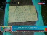 BP: P5-M halaga ng marijuana, nasamsam sa isang plantasyon sa Benguet