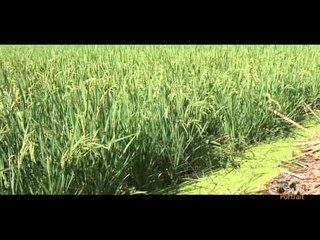 Brave Paysan / Projet plantation Clé en main avec mon hévéa