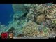 Nasirang coral reef sa pagsadsad ng USS Guardian sa Tubbataha Reef, umabot na raw sa 1,000 SQM.
