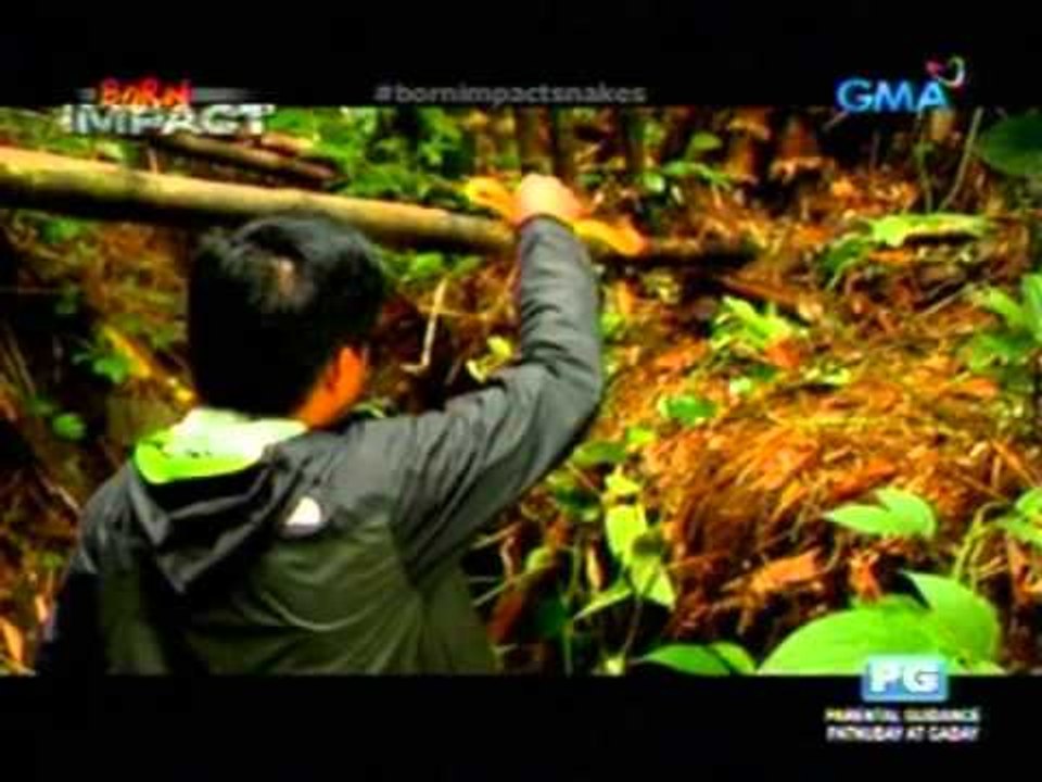 Born Impact: The search for venomous snakes
