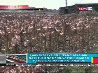 BP: 1,000 ektarya ng lupang sakahan, natutuyo dahil sa problema sa patubig at mainit na panahon