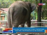 NTG: Paglipat sa elepanteng si Mali papuntang Thailand, inaprubahan na ng Kamara