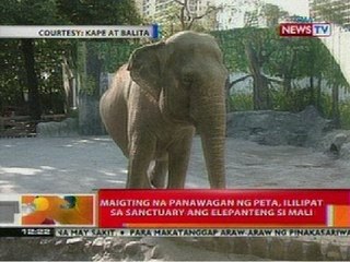 BT: Maigting na panawagan ng PETA, ililipat sa sanctuary ang elepanteng si Mali