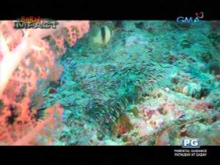 Born Impact: Ocean Creatures