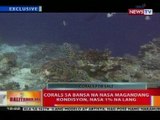 BT: Corals sa bansa na nasa magandang kondisyon, nasa 1% na lang