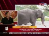 KB: Huntahan: Elepanteng si Mali, kailangan bang ilipat mula sa Manila Zoo?