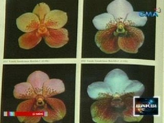 Saksi: Waling-waling, napipintong maging pambansang bulaklak