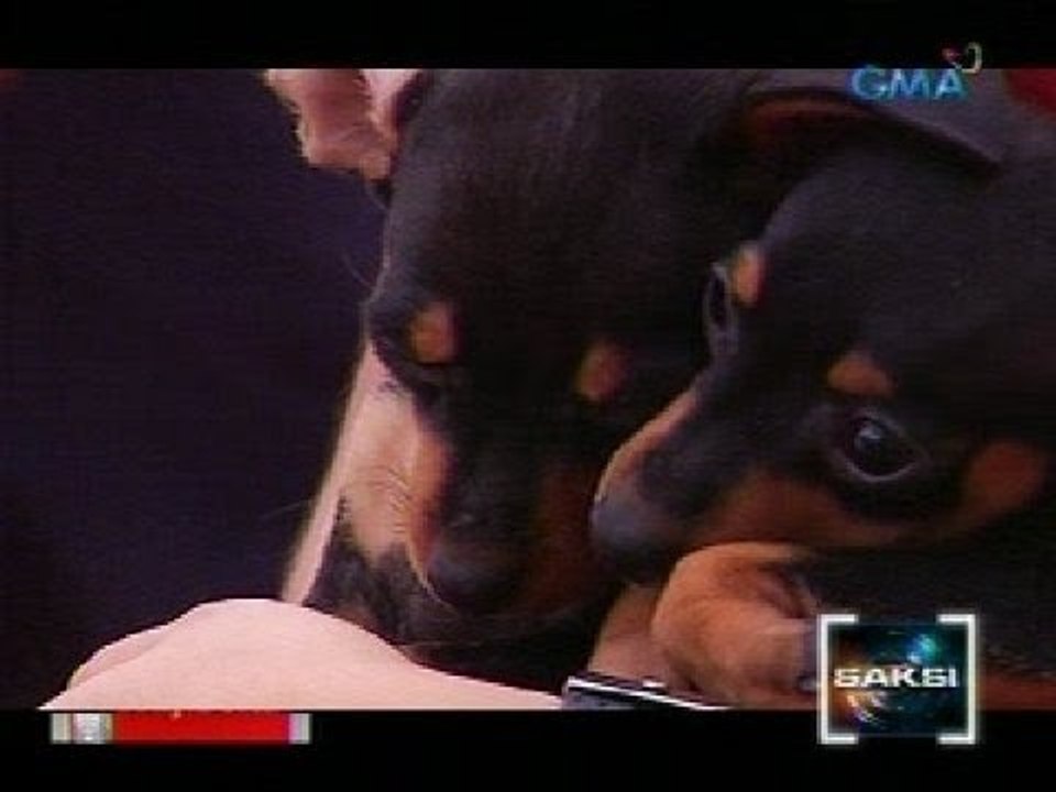 Saksi: Pet dogs at maging owners, pwedeng mag-bonding sa tulong ng online pet dating services
