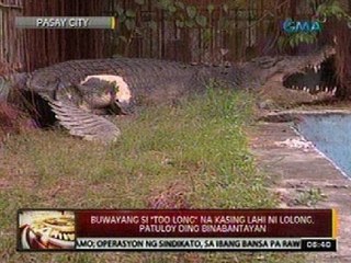 24 Oras: Buwayang si "Too Long" na kasing lahi ni Lolong, patuloy ding binabantayan